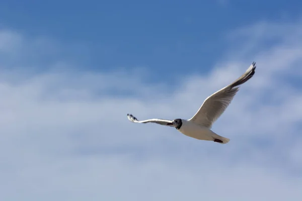 Gaivota de cabeça preta em voo — Fotografia de Stock