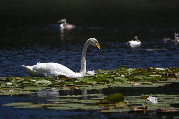 Bewick-Schwan — Stockfoto