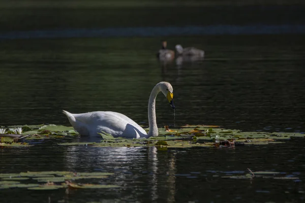 Bewick-Schwan — Stockfoto