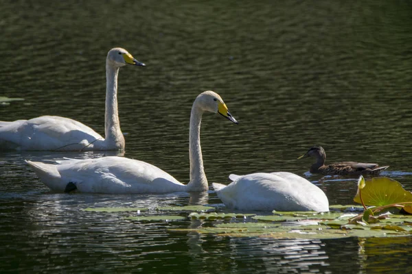 Bewick-Schwan — Stockfoto