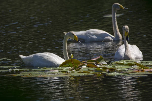 Bewick-Schwan — Stockfoto