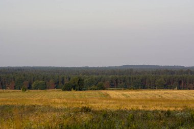 ormanlar ve alanların peyzaj
