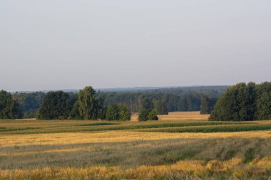 ormanlar ve alanların peyzaj