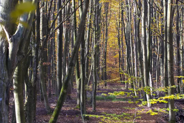 Beech forest — Stock Photo, Image