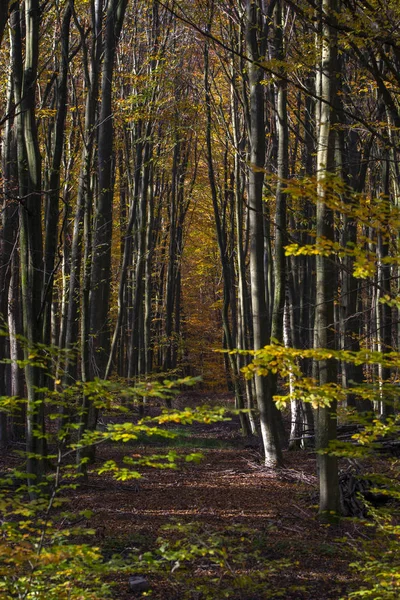 Foresta di faggio — Foto Stock