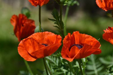 Gelincik çiçekleri güneşte yıkandı.