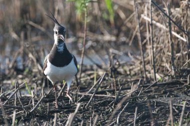 Kanat kanatları yuvayı koruyor.