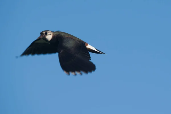 Ruidoso Balanceo Volando Cielo Azul — Foto de Stock