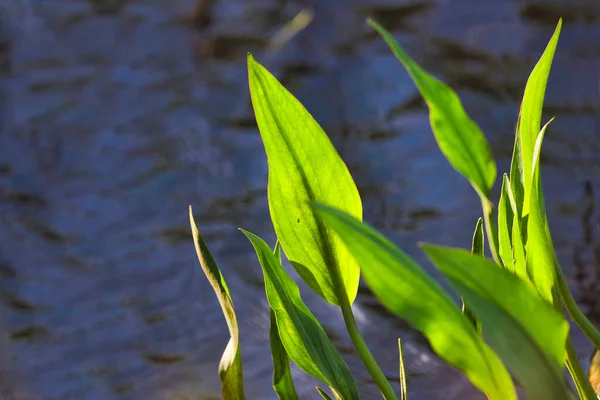 Una Foglia Verde Che Sporge Dall Acqua — Foto Stock