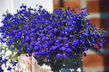 Tuğla pencere eşiğinde Cape Lobelia