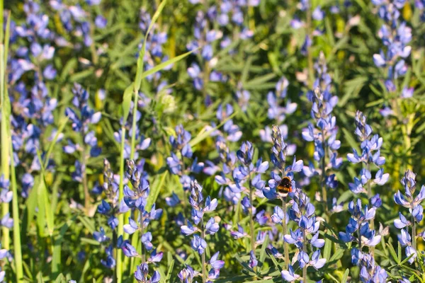 Blue Lupine Flowers Them Bumblebee — Stock Photo, Image