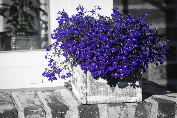 Tuğla pencere eşiğinde Cape Lobelia