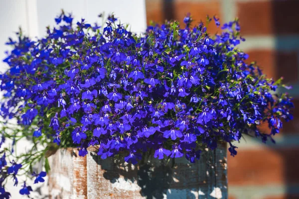 Tuğla pencere eşiğinde Cape Lobelia