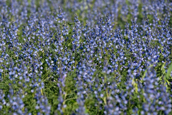 Blue Flowers Blooming Lupine — Stock Photo, Image