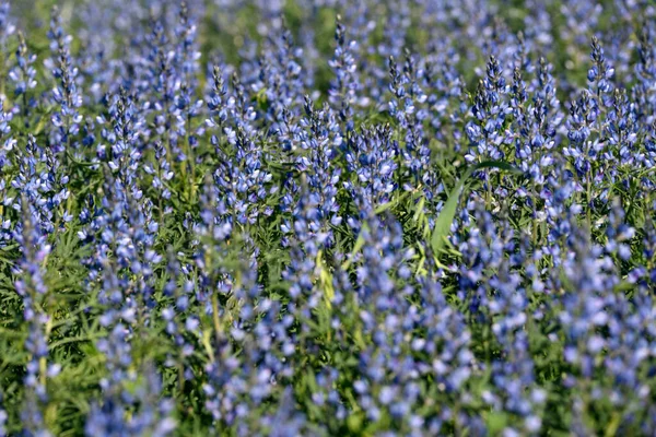 Niebieskie Kwiaty Kwitnącej Łubinu — Zdjęcie stockowe
