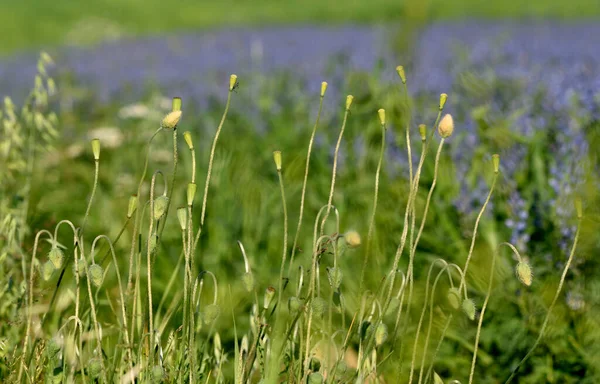绿芽和罂粟籽在被日晒雨淋的草地上 图库图片