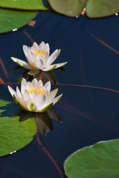 White Water Lily Blooms Beautifully Water Surface Stock Photo
