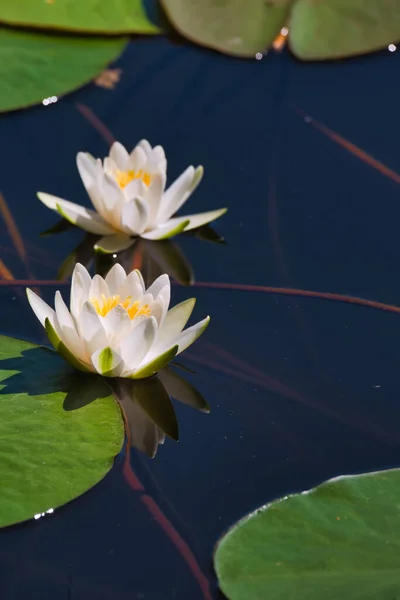 Witte Waterlelie Bloeit Prachtig Het Wateroppervlak Stockfoto