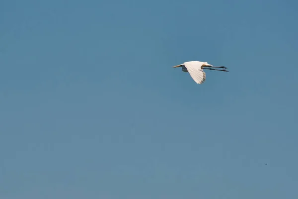 Gret Egret Ardea Alba Κατά Την Πτήση — Φωτογραφία Αρχείου