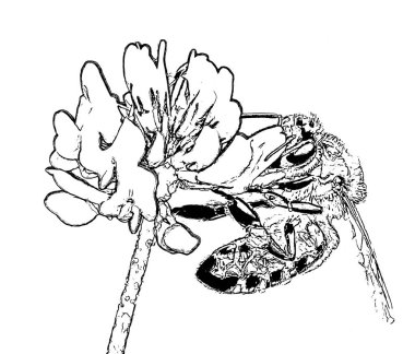 the bee collects nectar from clover flowers to make honey clipart
