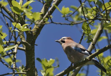 Mavi kanatlı bir kuş, mavi gökyüzüne karşı yeşil yaprakların arasında bir dalda oturur. Doğa tüm ihtişamıyla.