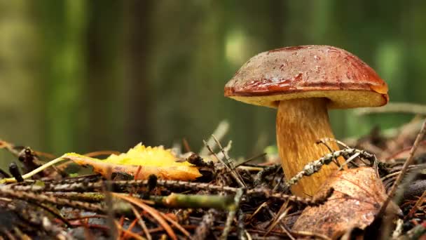 Bolete Baía Boletus Badius Xerocomus Badius Floresta — Vídeo de Stock