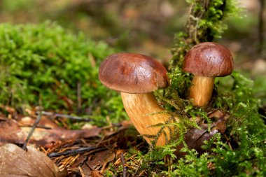 Bolete Körfezi (Boletus badius, Xerocomus badius)