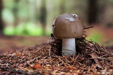 Amanita Excelsa, Gri Benekli Amanita, yenilebilir bir mantar.