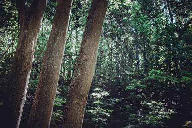 Ormanda güneş ışığı