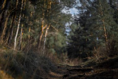 Orman perisinde bir açıklık