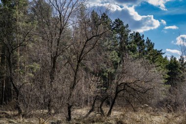 Ormana düşmüş bir koni.