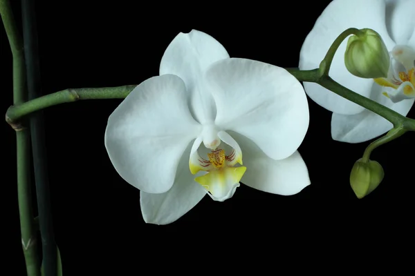 Orchidea Bianca Phalaenopsis Isolata Sfondo Nero — Foto Stock