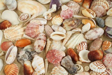 Deniz kabukları ve midye kum üzerinde