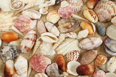 Deniz kabukları ve midye kum üzerinde