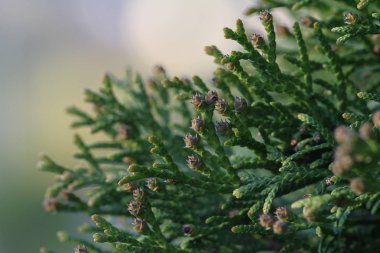 Thuya üzerinde kirinden tomurcukları. Mazı closeup dal yumuşak arka plan ile