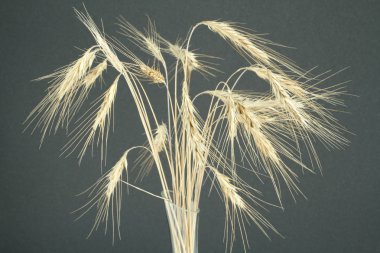 Wheaters gri arka plan üzerinde