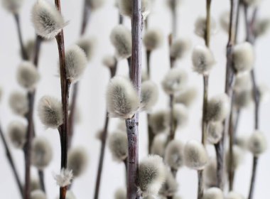 Kukum beyaz arka plan üzerinde genişletilmiş tomurcukları