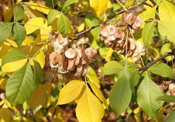 Automne Feuilles Vertes Jaunes Fruits Clés Sur Frêne — Photo