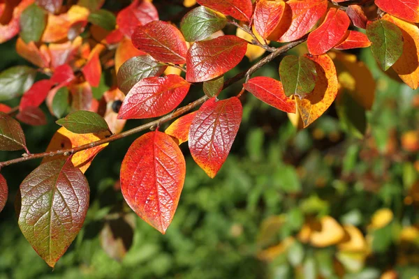 Autunno Foglie Rosse Gialle Verdi Cotoneaster Lucente — Foto Stock