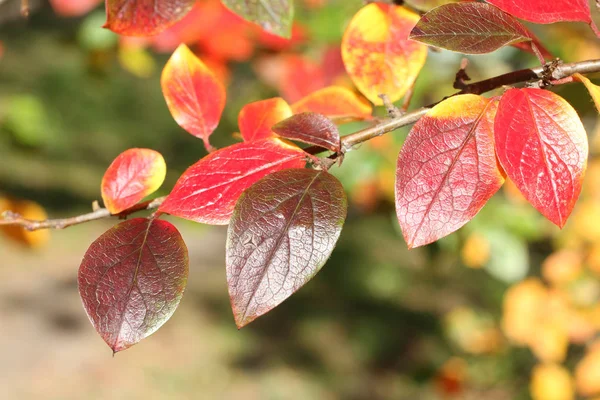 Otoño Las Hojas Rojas Amarillas Verdes Montaña Cotonero Brillante —  Fotos de Stock