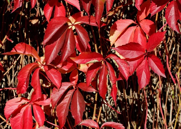 Otoño Hojas Rojas Enredadera Virginia —  Fotos de Stock