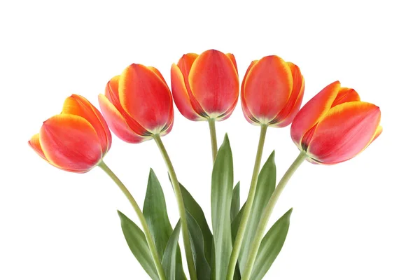Five Red Tulips Yellow Edges Petals Isolated White Background — Stock Photo, Image