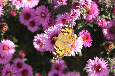 Güneşli bir günde çok yıllık Aster çiçek kelebek Fagus (Tagetes)