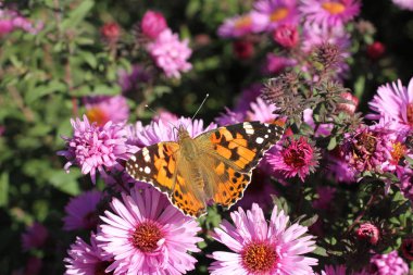 Güneşli bir günde çok yıllık Aster çiçek kelebek Fagus (Tagetes)