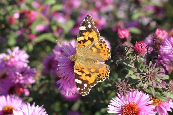 Motyl Fagus Tagetes Wieloletnich Kwiatów Aster Słoneczny Dzień — Zdjęcie stockowe