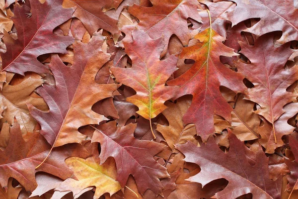 Podzimní Pozadí Suché Hnědé Červené Fialové Dubové Listí — Stock fotografie