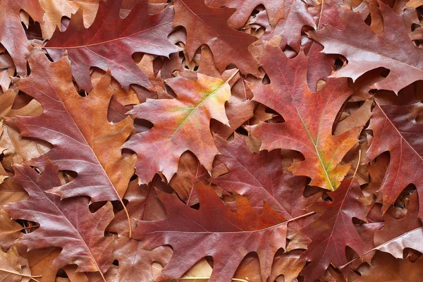 Podzimní Pozadí Suché Hnědé Červené Fialové Dubové Listí — Stock fotografie