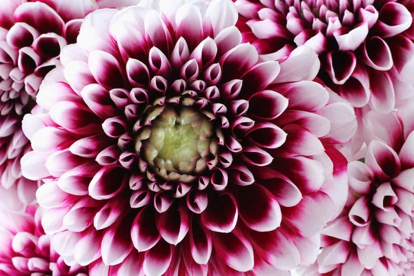 Bouquet Cinque Dalia Viola Con Bordi Bianchi Fiori Petali Primo — Foto Stock