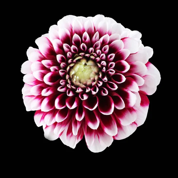 Purple dahlia with white edges of petals flowers on black background.