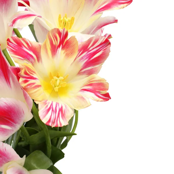 White Tulips Red Edges Petals Isolated White Background — Stock Photo, Image